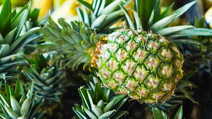 A green pineapple is sitting on a bunch of green leaves