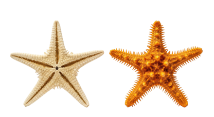Two dried starfish, beige underside & orange dorsal, side-by-side on transparent studio background with copy space, soft studio light, concept for beach and nautical decor