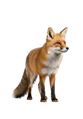 Fototapeta premium A single adult red fox with reddish-brown fur, white chest, black-tipped ears, and a bushy tail stands alert on a transparent isolated background, curious animal portraiture