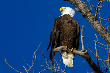 Close-up of a eagle on a branch with a very clean dark blue background