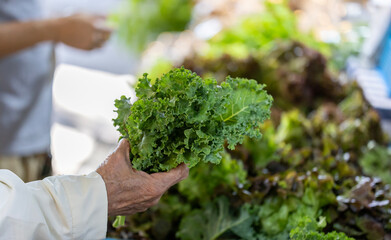 Customer hand picking up organics homegrown heirloom kale leaf and salad lettuce inside vegetable farmer market for food ingredient