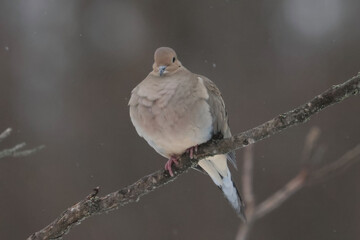 Mourning Doves in winter
