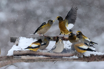 Evening Grosbeaks in winter
