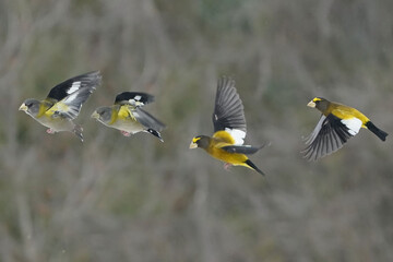 Evening Grosbeaks in winter