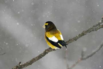 Evening Grosbeaks in winter