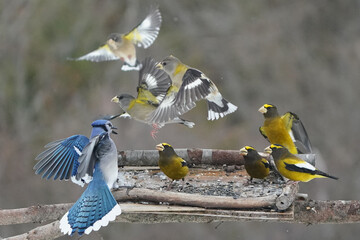 Evening Grosbeaks in winter