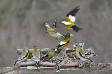 Evening Grosbeaks in winter