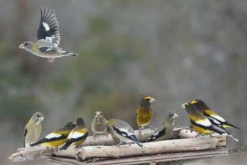 Evening Grosbeaks in winter