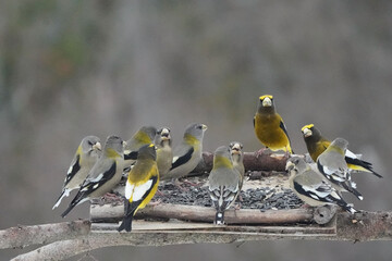 Evening Grosbeaks in winter