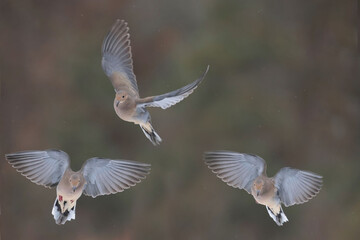 Mourning Doves in winter