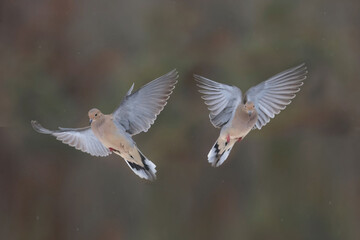 Mourning Doves in winter