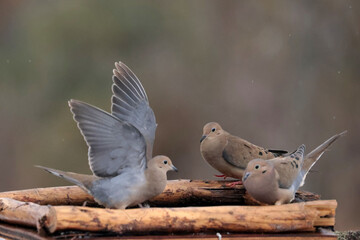 Mourning Doves in winter