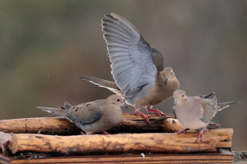 Mourning Doves in winter