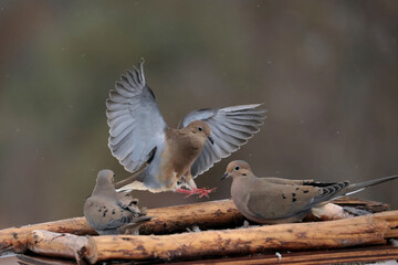 Mourning Doves in winter