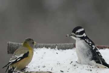 Evening Grosbeaks in winter