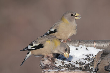 Evening Grosbeaks in winter