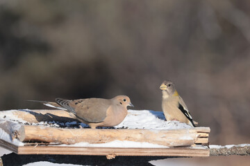 Evening Grosbeaks in winter