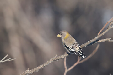 Evening Grosbeaks in winter
