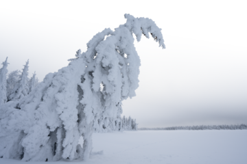 Winter snow covered pine forest with a large tree in the foreground and a partially transparent sky