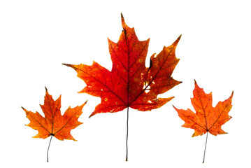 Fototapeta premium Macro close-up of bright red autumn colored maple leaves with a transparent background. Three leaves like parent and two children. 