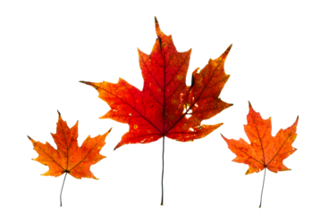 Macro close-up of bright red autumn colored maple leaves with a transparent background. Three leaves like parent and two children.

