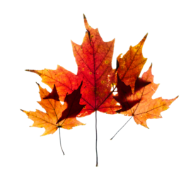 Macro close-up of bright red autumn colored maple leaves with a transparent background. Three leaves like parent and two children.
