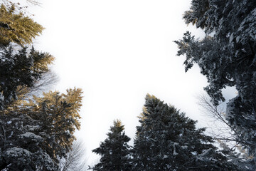 Looking up into a snowy mixed forest of spruce and birch with a transparent sky
