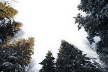 Looking up into a snowy mixed forest of spruce and birch with a transparent sky
