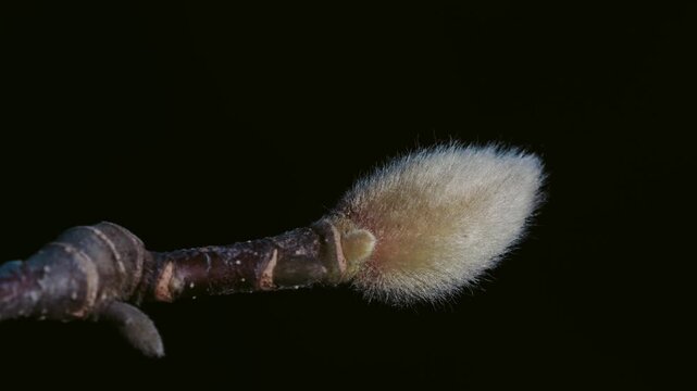 Tokyo,Japan - January 19, 2026: Closeup of a bud of white mognolia