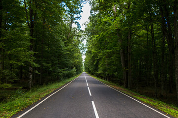 asphalt road in the middle of a dense green forest