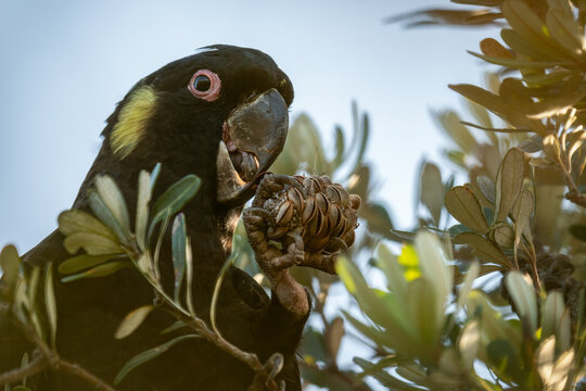 Yellow tailed black cockatoo (Zanda funerea) feeding, Jervis Bay, NSW, Australia