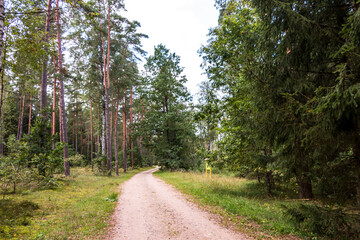 Belovezhskaya Pushcha national park - UNESCO World Heritage Site. Belarus. Belovezhskaya Pushcha is one of the last and largest remaining parts of the immense primeval forest
