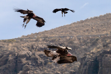 Naklejka premium Circling vultures. Soar in circles within rising columns of warm air to gain height effortlessly, like invisible elevators to cover great distances. To scan the ground for dead animals, carrion.