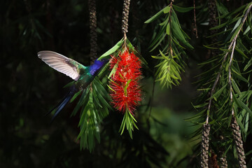 Hummingbird collecting nectar from a red flower