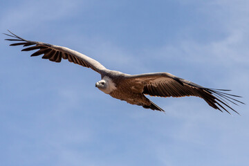 The Eurasian griffon vulture is a large Old World vulture in the bird of prey family Accipitridae. It is known as the griffon vulture, although this term is sometimes used for the genus as a whole. 