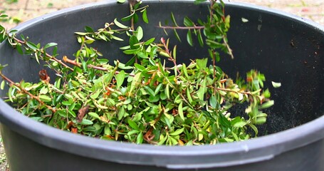 Recently Cut Green Leaves Accumulated In Container Awaiting Disposal Or Composting Process