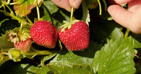 Careful Picking From Sunny Garden Patch, Gathering Ripe Strawberries With Gentle And Attentive Touch