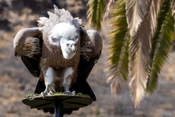 The Eurasian griffon vulture is a large Old World vulture in the bird of prey family Accipitridae. It is known as the griffon vulture, although this term is sometimes used for the genus as a whole. 