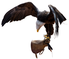 Bald eagles in captivity are typically non-releasable rescue birds. Haliaeetus leucocephalus, the national emblem of the United States since 1782. Identifiable by their striking white head, brown body