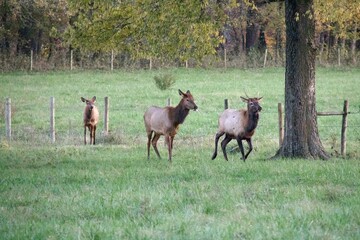 Young Elk Playing