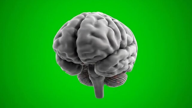 Realistic 3D Render of a Human Brain Rotating Against a Vivid Green Background Depicting Neuroanatomy