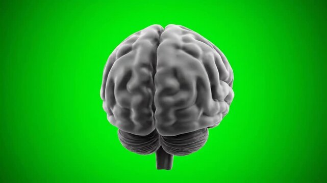 Rotating 3D Render of a Human Brain on a Green Background Illustrating Thought and Cognitive Function