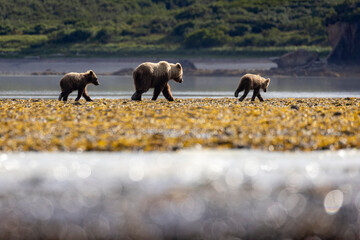 Coastal brown bear cubs in Katmai National Park in Alaska © Patrick