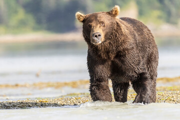 A wild coastal brown bear patrolling the shores for fish in Katmai National Park in Alaska.
