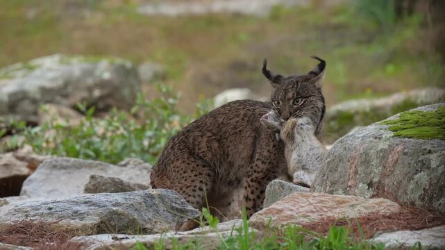 A majestic Iberian lynx hunts rabbits among the stones of its rocky landscape habitat.Unique moments of capturing prey in the mountain, rocky background and green grass and flowers foreground.
