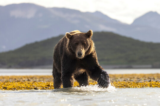 A wild coastal brown bear patrolling the shores for fish in Katmai National Park in Alaska.