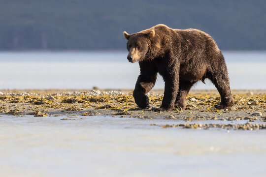 A wild coastal brown bear patrolling the shores for fish in Katmai National Park in Alaska.