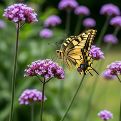Butterfly on Verbena Flowers - A Vibrant Garden Scene.