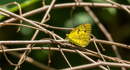 Vibrant Yellow Butterfly Perched on Twigs in Natural Habitat.