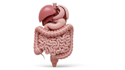 Human Digestive System Model Anatomical Diagram